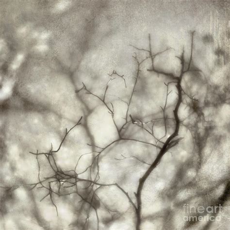 Bw1 Photograph By Priska Wettstein Fine Art America