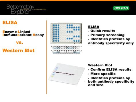 Ppt Comparative Proteomics Kit Ii Western Blot Module Powerpoint