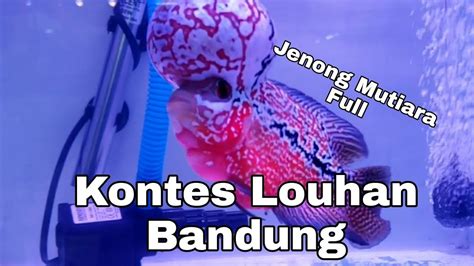 Kontes Ikan Louhan Di Bandung Miko Mall 6 8 Desember 2023 Hari Ke 2