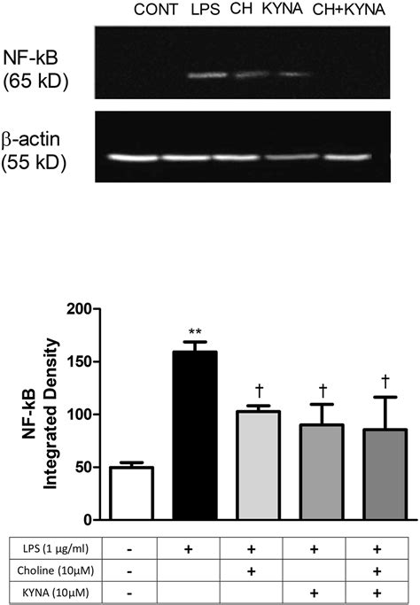 Effects Of Kynurenic Acid And Choline On Lipopolysaccharide Induced