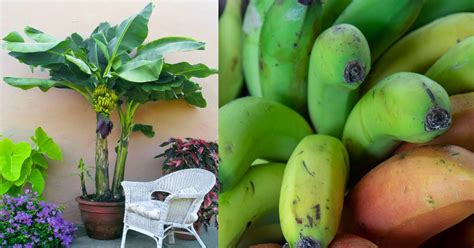 Cómo cultivar plátano en una maceta Salud180