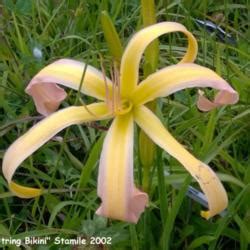 Daylily Hemerocallis String Bikini In The Daylilies Database Garden Org