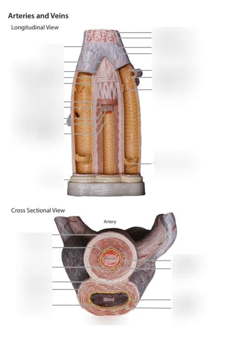 Artery And Vein Model Diagram Quizlet