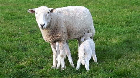 Easy Care Sheep The Easycare Sheep Society