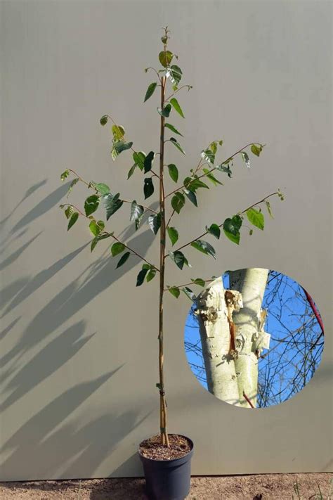 Junge Himalaya Birke Betula Utilis Doorenbos Amitis Living Nature