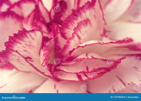 Carnation Flower Petals Close Up Stock Image - Image of background ...