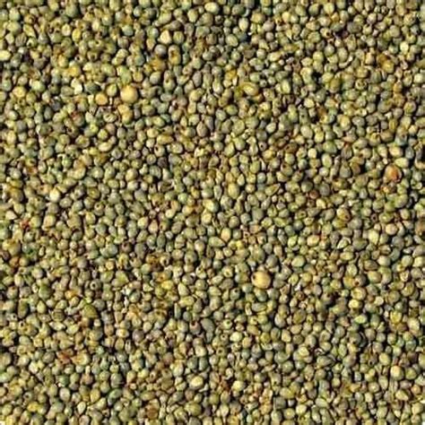 Green Organic Common Rajasthan Bajra Seeds For Cooking Cattle Feed