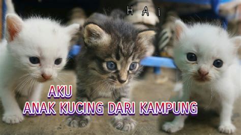 Anak Kucing Kampung Tasikmalaya Anak Kucing Lucu Youtube