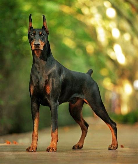 Pin on Cachorros | Doberman dogs, Doberman pinscher puppy, Doberman pinscher