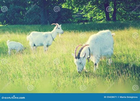 Goats Grazing In The Field Stock Image Image Of Goats 25428071