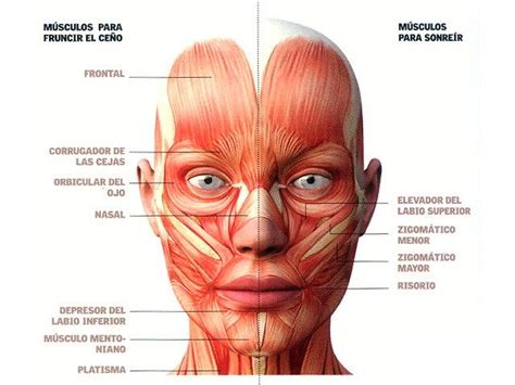 Principales Musculos De La Cara