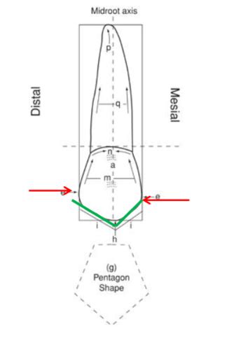 Ch.4- Morphology of Premolars Flashcards | Quizlet