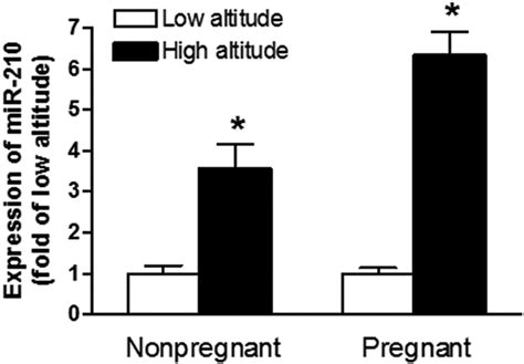 Gestational Hypoxia Increases Microrna 210 Mir210 Expression In