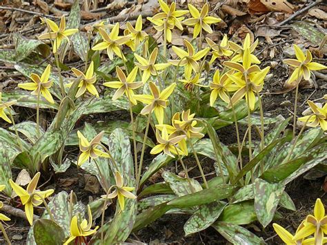 Photo #69048 | Erythronium americanum | plant lust