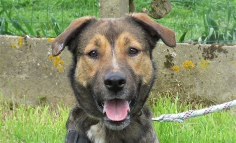 Adoption de Atlas réservé Indéfinie chien berger région Centre Val