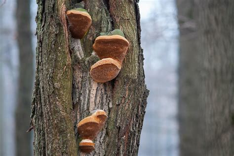 Tree Fungus: A Comprehensive Guide to Identification and Prevention