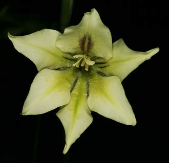 Plant Profile: Night Gladiolus (Gladiolus tristis) – KarensGardenTips.com