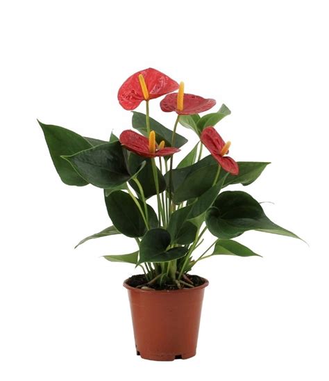 Anthurium Success Red Anturium Ro Lina Kwitn Ca Allegro Pl