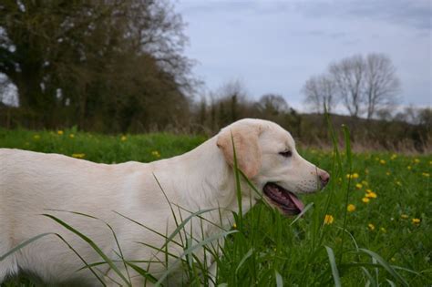 Chiots De La Race Labrador Retriever Disponibles Sur Chiots De France