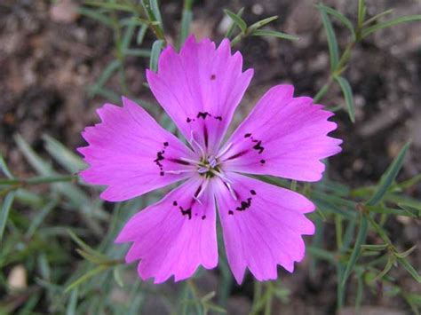 Dianthus