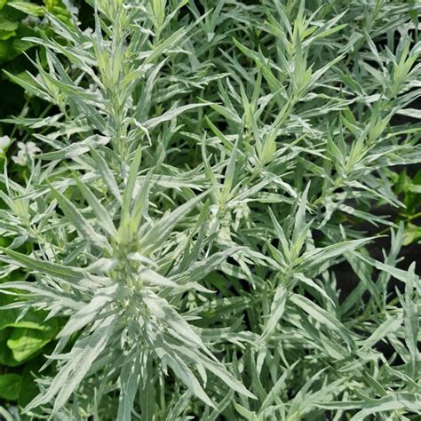 Artemisia Ludoviciana Silver Queen Mugwort