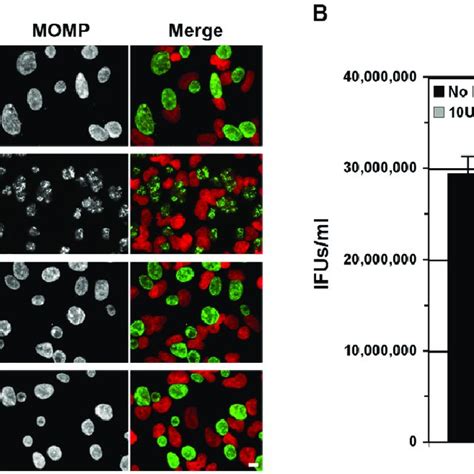 Growth Characteristics Of C Trachomatis L2 And The Transformed Strain