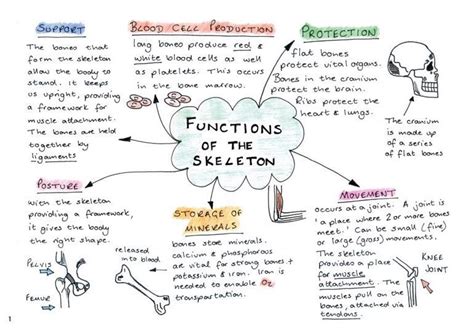 Ocr Functions Of The Skeleton Platelets Anatomy And Physiology Massage Therapy