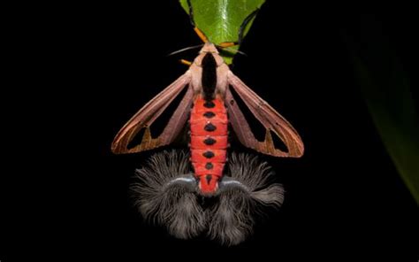 Meet Creatonotos Gangis The Weirdest Moth Youve Ever Seen This Is A