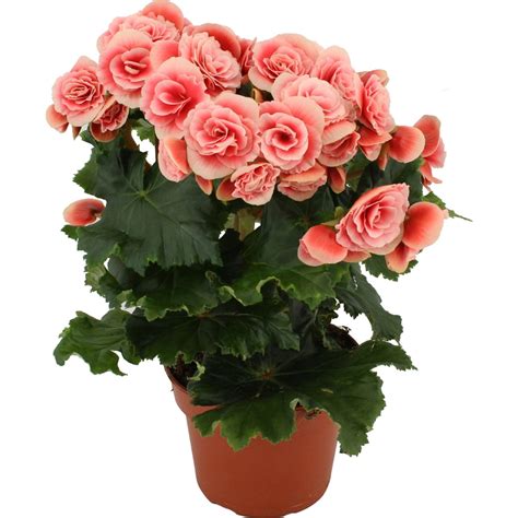 Grow By Obi Begonie Elatior Rosa Topf Ca Cm Begonia Kaufen Bei Obi