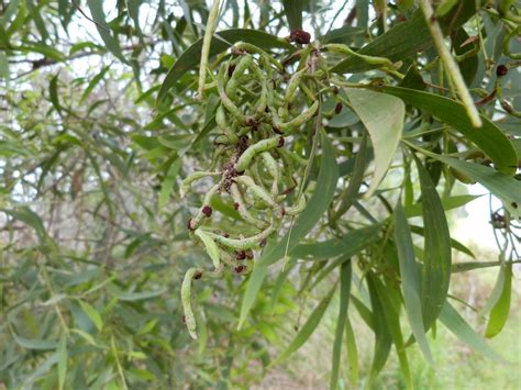 Acacia Concurrens 8 Flora Fauna Of The Mid North Coast Of NSW Flickr