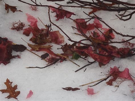 Red In Winter Photograph By Robert Nickologianis Fine Art America