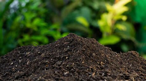 What Is Compost Definition Effective Guide Follow The Tips