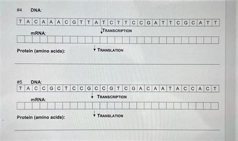 Solved Protein (amino acids): | Chegg.com 