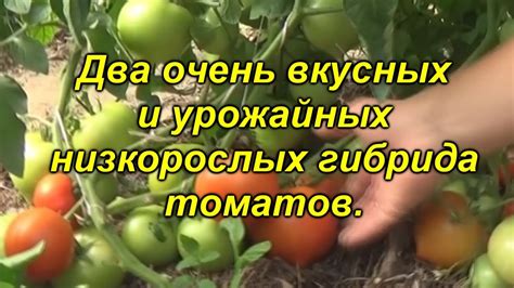 Два очень вкусных гибрида томатов для открытого грунта + устойчивые к ...