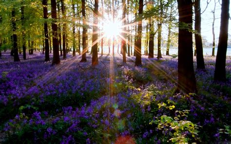 Fondos de pantalla luz de sol Árboles bosque jardín naturaleza