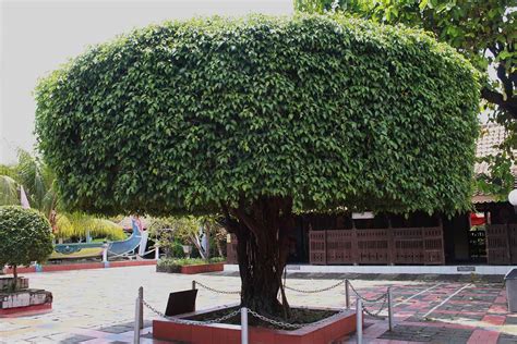 Outdoor Ficus Tree