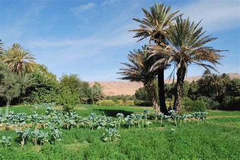 Faune Et Flore Au Maroc Culture Marocain