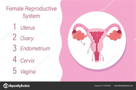 Schéma du système reproducteur humain féminin de l organe interne image