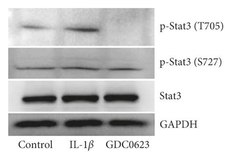 Effects Of Gdc And C On Mek Erk And Jak Stat Signaling