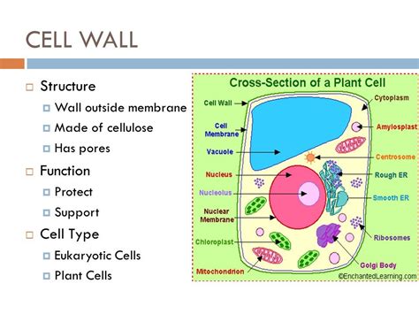 science, cell wall Diagram | Quizlet