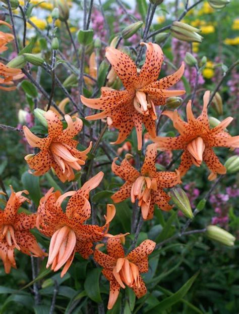 A Remarkable Variety Double Tiger Lily Flore Pleno Commands Our