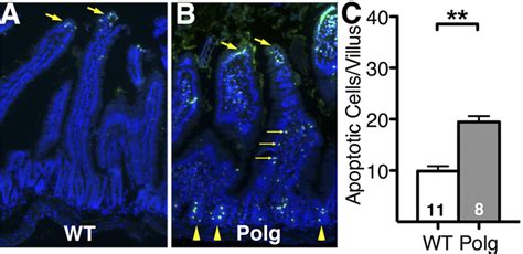 Apoptosis In Wt And Polgd A Small Intestines A Wt Small Intestine