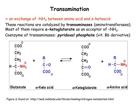 Ppt Metabolism Of Amino Acids Purine And Pyrimidine Bases Powerpoint