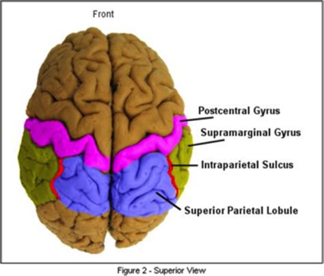 Frontal And Parietal Lobes Flashcards Quizlet