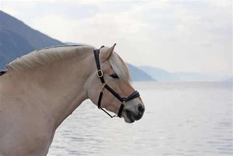 Norwegian Fjord Horse