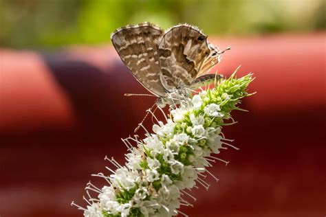 Eliminar La Mariposa Del Geranio Un Remedio Casero F Cil Y Efectivo