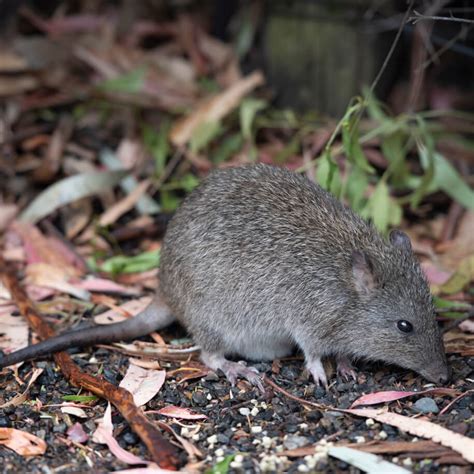 Australian Marsupials and Rodents That Look Like Rats | Recognise Them!