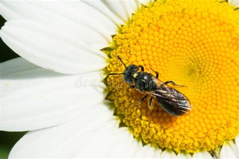 Small Carpenter Bee Genus Ceratina Stock Image Image Of Apid