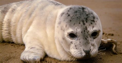 10 Incredible Harbor Seal Facts