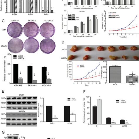 Rar ␥ Knockdown Inhibited Tumor Cell Growth And Cell Cycle Progression Download Scientific